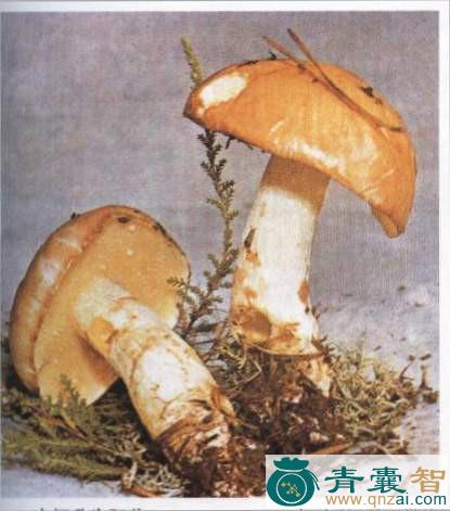 点柄粘盖牛肝的性味归经-青囊智