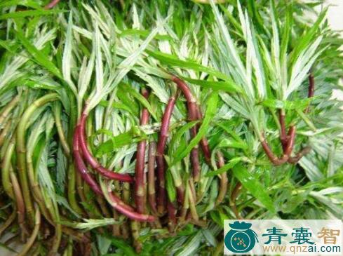 中药材烂泥蒿图片