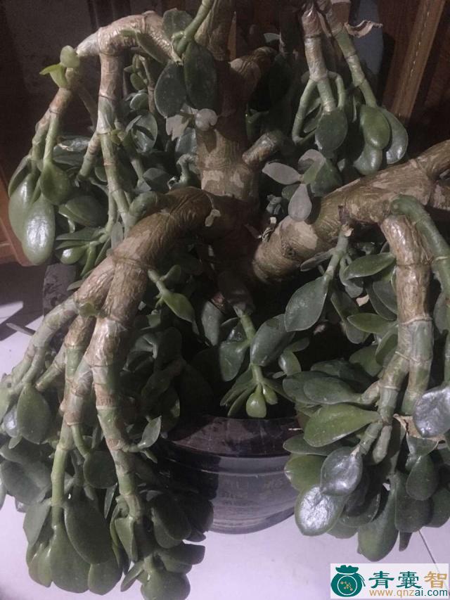 中药材烂玉树图片
