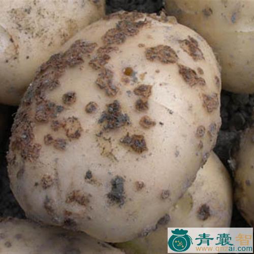 中药材烂疮薯图片