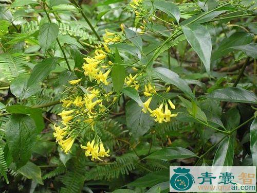 烂肠草的性状性味归经以及功效用法和注意事项-青囊智