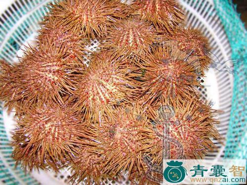 中药材烟嘴海胆图片