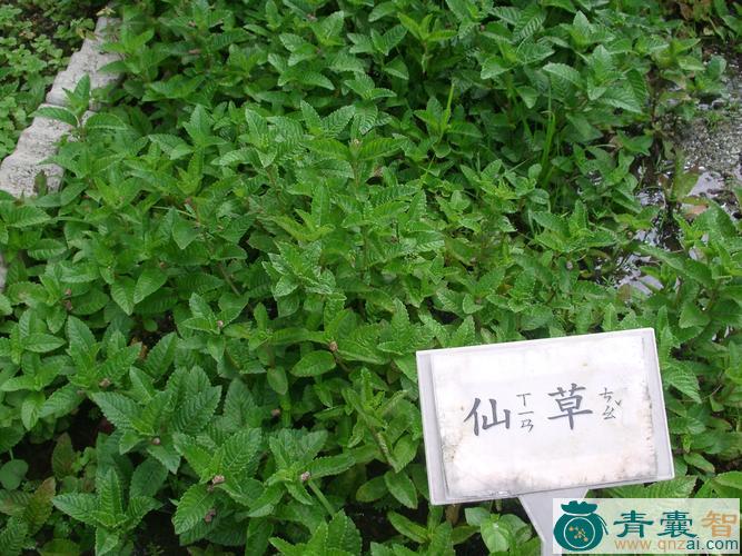 中药材烟锅草图片