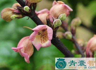 中药材焰爵床图片