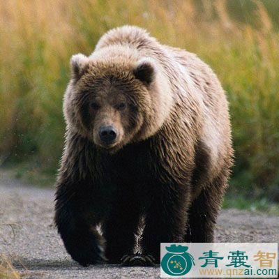 熊肉的性味归经以及功效用法和注意事项-青囊智