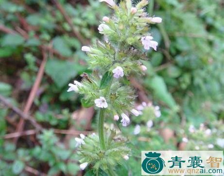 熊胆草的性状性味归经以及功效用法和注意事项-青囊智