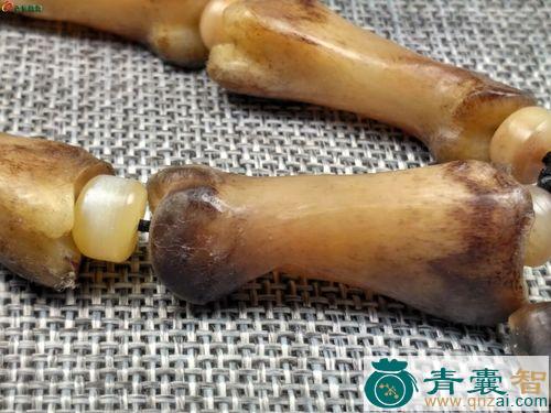 中药材熊骨图片