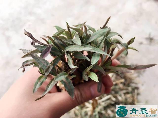 中药材燕儿衣图片