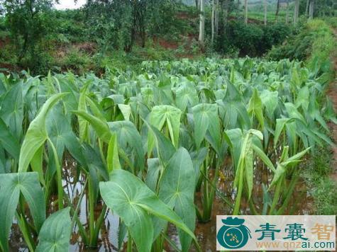 中药材燕尾草图片