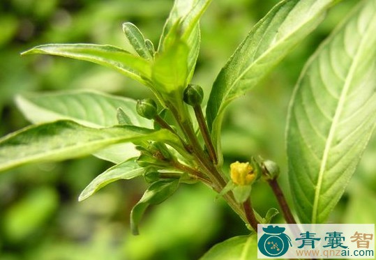 中药材燕尾香图片