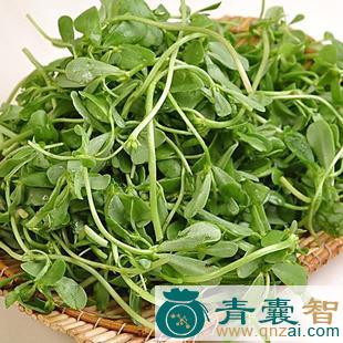 中药材燕蔬菜图片