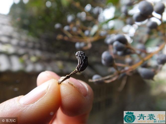 中药材爆格蚤图片