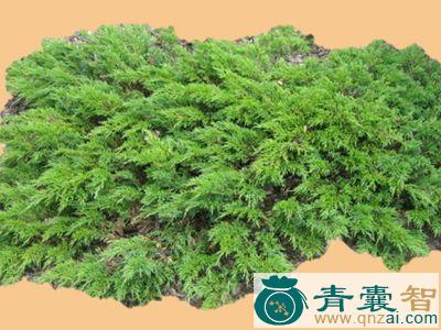 中药材爬地松图片