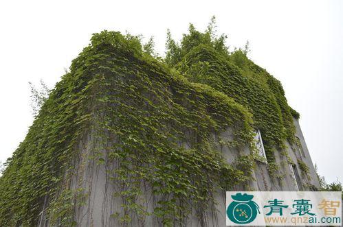 中药材爬墙藤图片