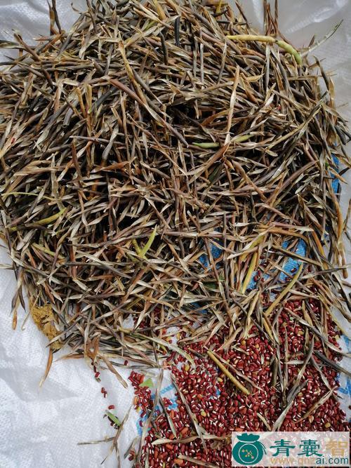 中药材爬山豆图片