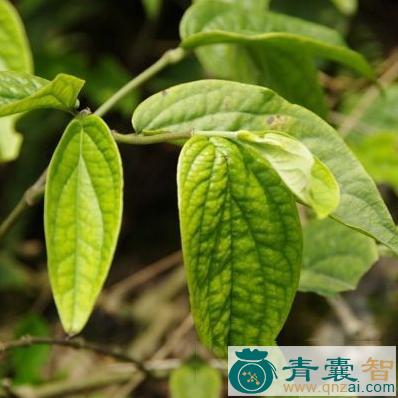中药材爬岩香图片