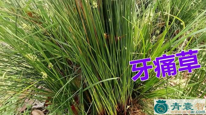 中药材牙拾草图片