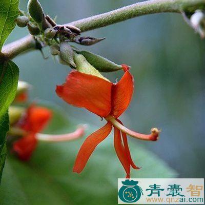 牙新渊的性状性味归经以及功效用法-青囊智