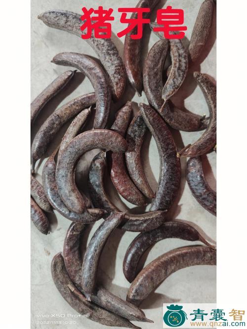 中药材牙皮弯图片