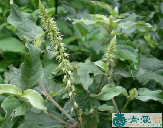 牛七风的性状性味归经以及功效用法和注意事项-青囊智