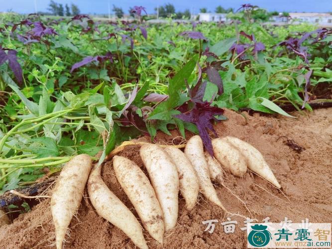 中药材牛乳薯图片