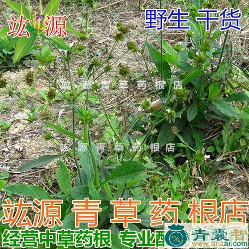 中药材牛吃埔图片