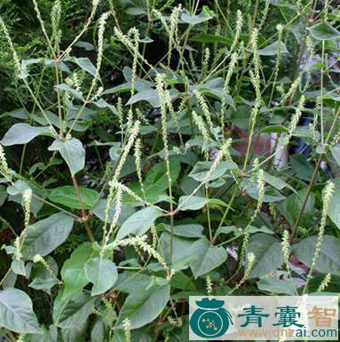 中药材牛响草图片