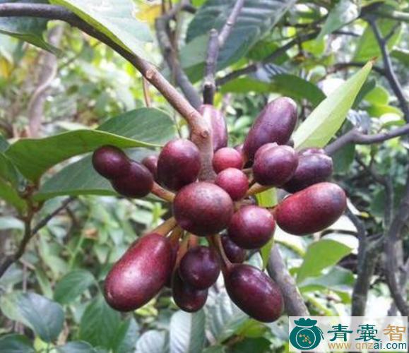 中药材牛头罗图片