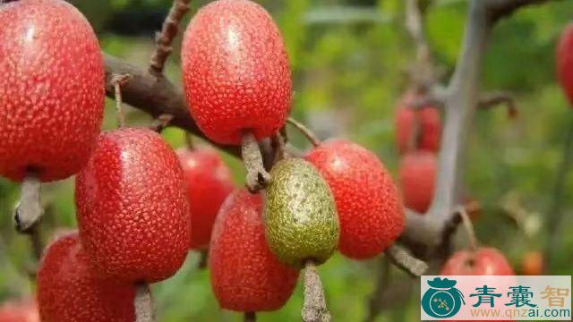 中药材牛奶果图片