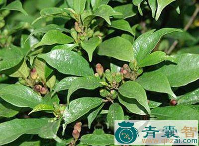 中药材牛奶柴图片