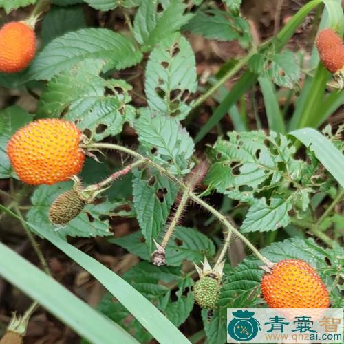 中药材牛奶莓图片