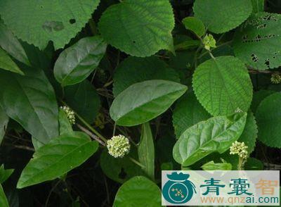 中药材牛奶菜图片
