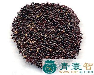 牛尾巴花子的性状性味归经以及功效用法和注意事项-青囊智