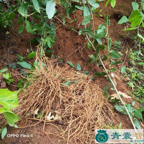 中药材牛尾巴茶图片