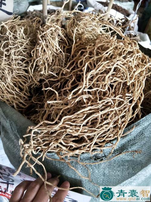 中药材牛尾蕨图片