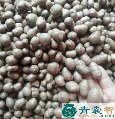 中药材牛尾豆图片