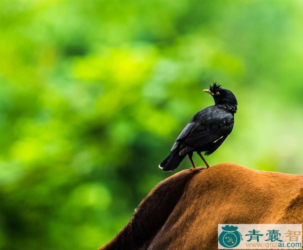 牛屎八哥的性味归经以及功效用法-青囊智