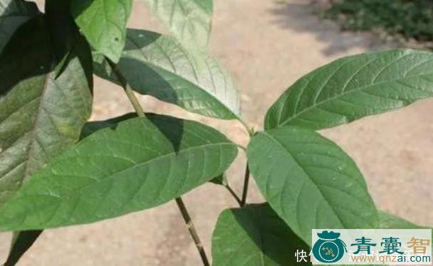 牛屎别草-青囊智