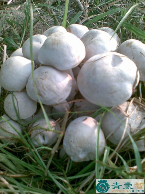 中药材牛屎菇图片