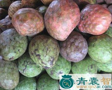 牛心荔的以及功效用法-青囊智