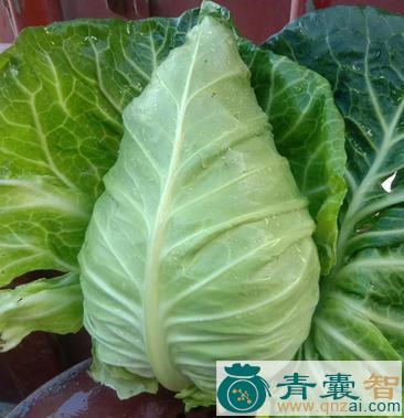 牛心菜的性状性味归经以及功效用法-青囊智