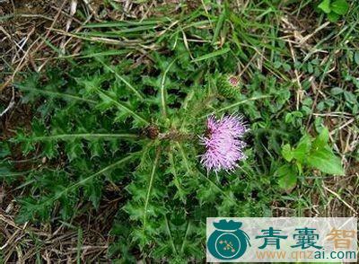 中药材牛戳口图片
