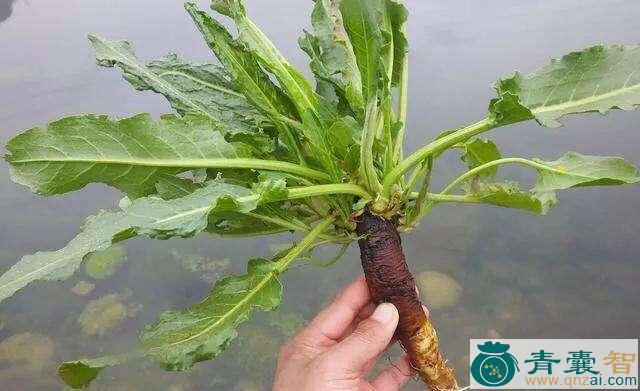 中药材牛斗茜图片