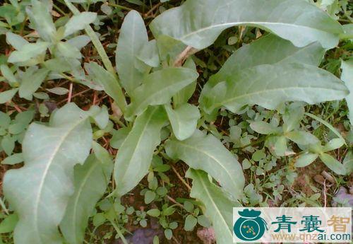 牛母莴的性味归经以及功效用法-青囊智