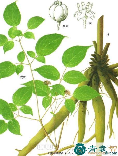 中药材牛毛七图片