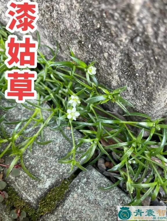 牛毛大王的性味归经以及功效用法-青囊智