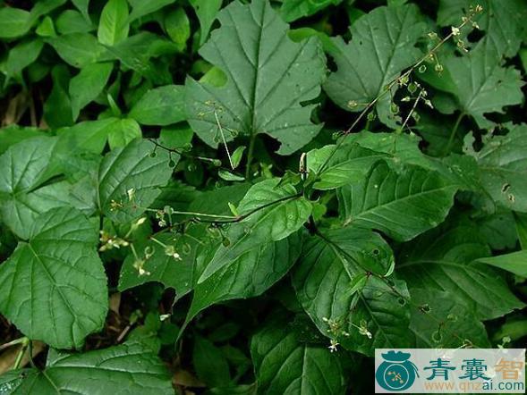 中药材牛泷草图片