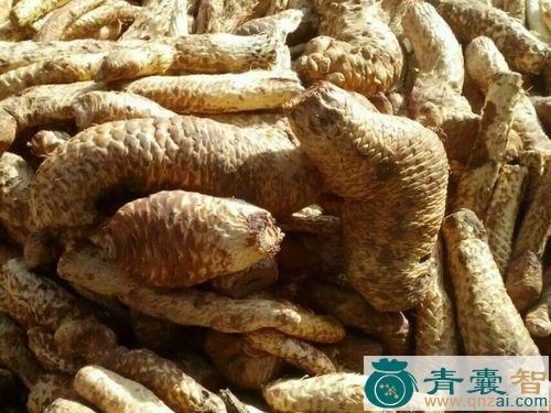 中药材牛涎图片