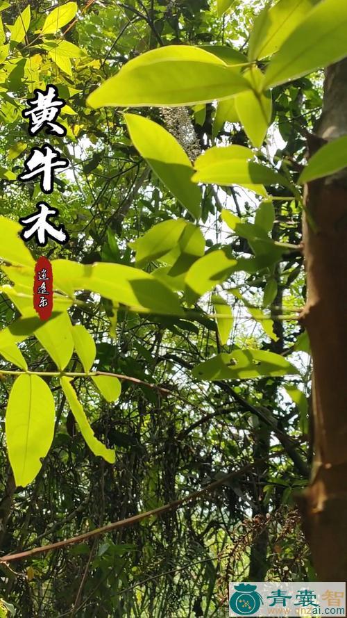 牛特木的性状性味归经以及功效用法-青囊智