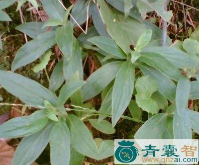 中药材牛王肺筋草图片